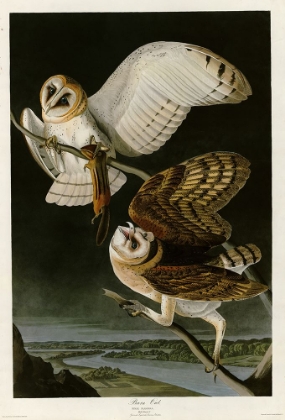 Picture of BARN OWL