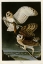 Picture of BARN OWL
