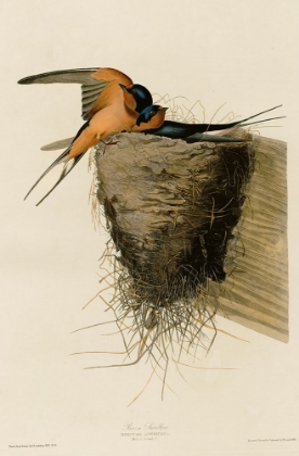 Picture of BARN SWALLOW