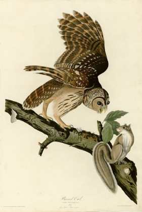 Picture of BARRED OWL