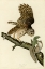 Picture of BARRED OWL