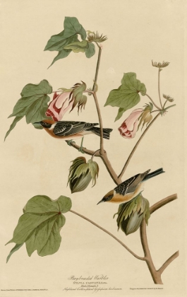 Picture of BAY BREASTED WARBLER