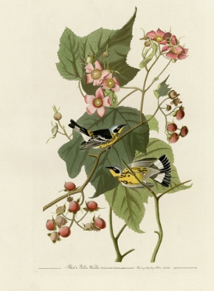 Picture of BLACK AND YELLOW WARBLERS