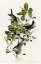 Picture of BLACK POLL WARBLER
