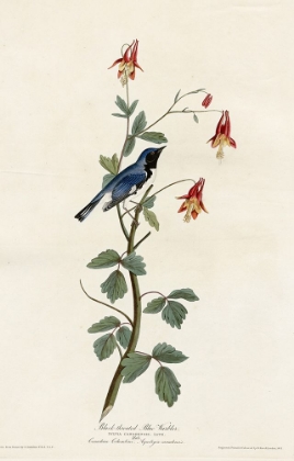Picture of BLACK THROATED BLUE WARBLER