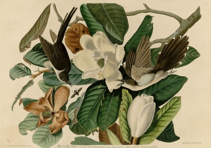 Picture of BLACKBILLED CUCKOO