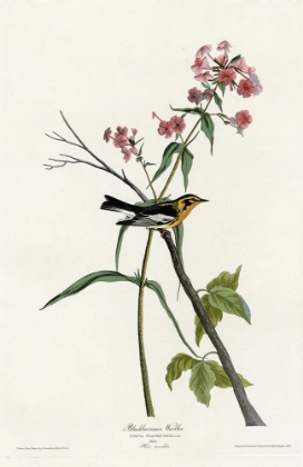 Picture of BLACKBURNIAN WARBLER