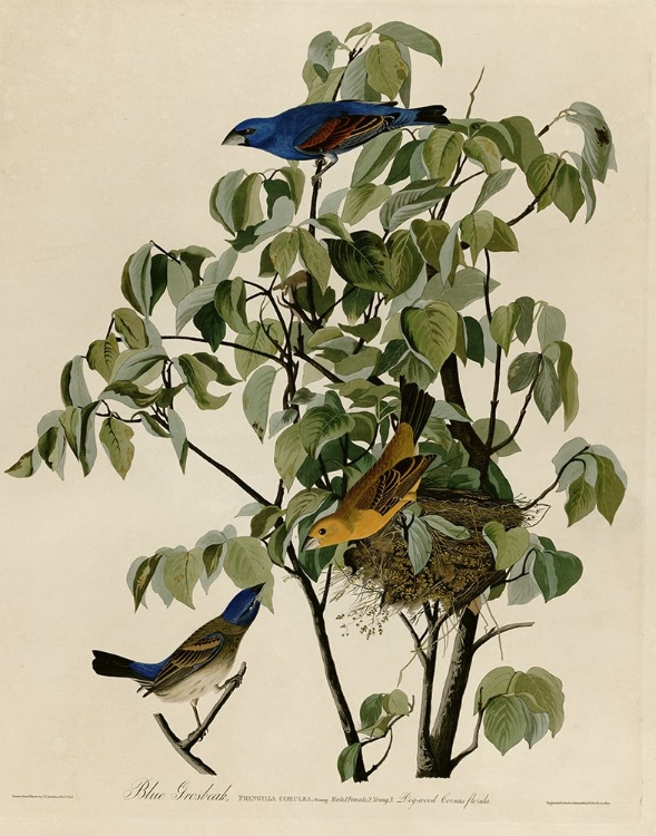 Picture of BLUE GROSBEAK