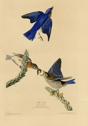 Picture of BLUEBIRD
