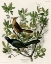 Picture of BOAT TAILED GRACKLE