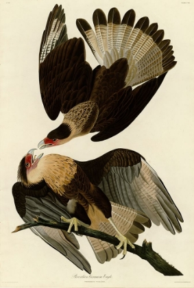 Picture of BRASILIAN CARACARA EAGLE