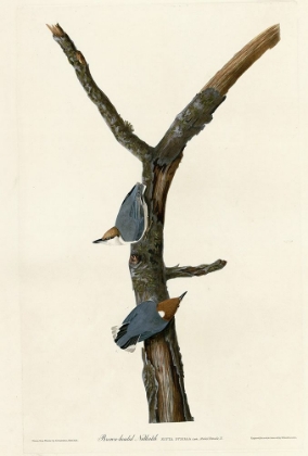 Picture of BROWN HEADED NUTHATCH