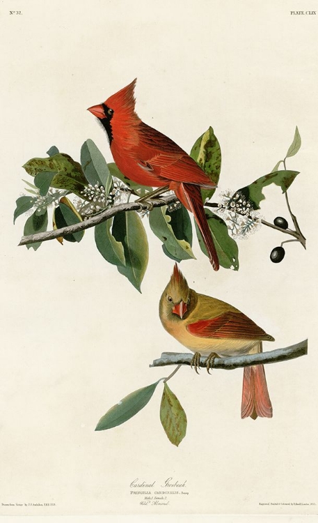 Picture of CARDINAL GROSBEAK