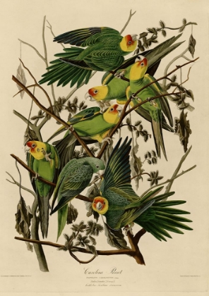 Picture of CAROLINA PARROT