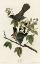 Picture of CATBIRD