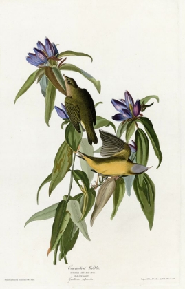 Picture of CONNECTICUT WARBLER