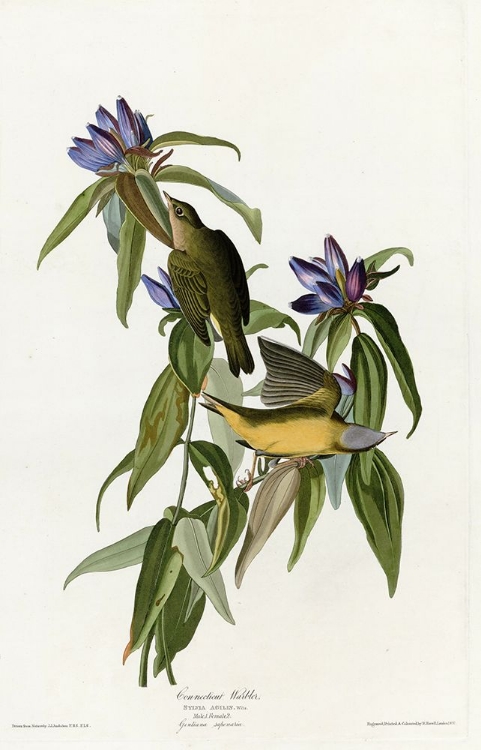 Picture of CONNECTICUT WARBLER