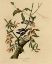 Picture of DOWNY WOODPECKER