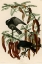 Picture of FISH CROW