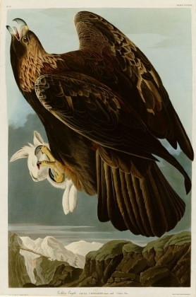 Picture of GOLDEN EAGLE