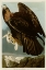 Picture of GOLDEN EAGLE