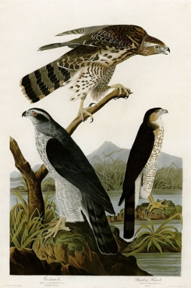 Picture of GOSHAWK STANLEY HAWK