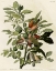 Picture of GROUND DOVE