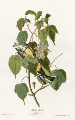 Picture of HEMLOCK WARBLER