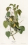 Picture of HEMLOCK WARBLER