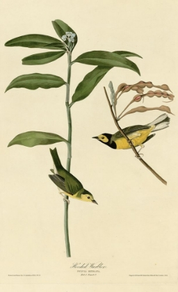 Picture of HOODED WARBLER