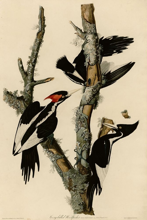 Picture of IVORY BILLED WOODPECKER