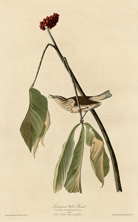 Picture of LOUISIANA WATER THRUSH