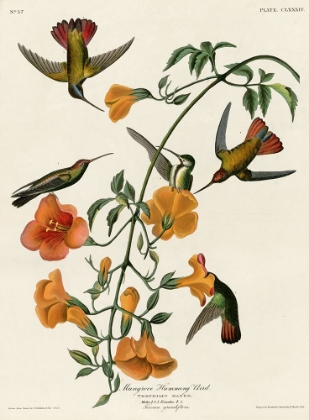 Picture of MANGROVE HUMMINGBIRD