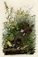 Picture of MEADOW LARK