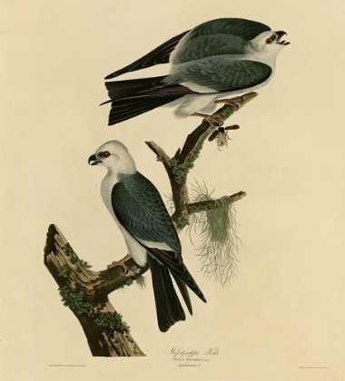 Picture of MISSISSIPPI KITE