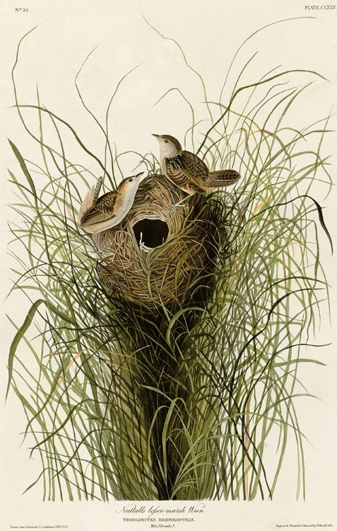 Picture of NUTTALLS LESSER-MARSH WREN