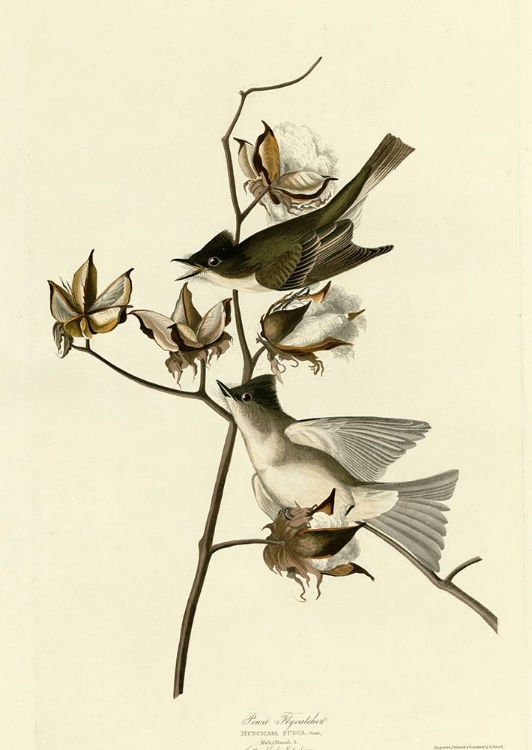 Picture of PEWIT FLYCATCHER