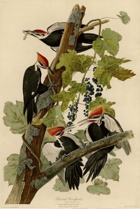 Picture of PILEATED WOODPECKER