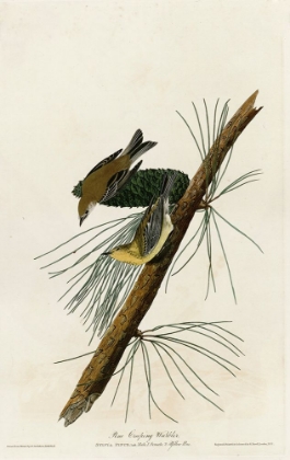Picture of PINE CREEPING WARBLER