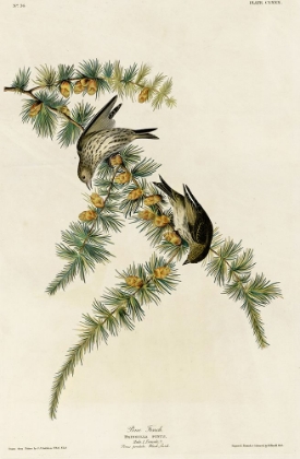 Picture of PINE FINCH