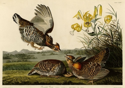Picture of PINNATED GROUSE