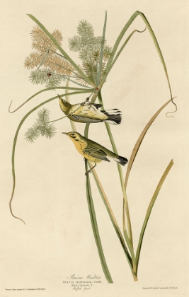 Picture of PRAIRIE WARBLER