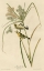 Picture of PRAIRIE WARBLER