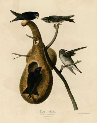 Picture of PURPLE MARTIN