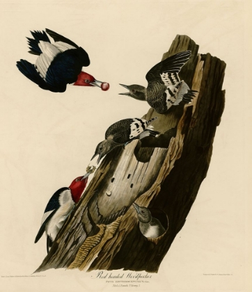 Picture of RED HEADED WOODPECKER