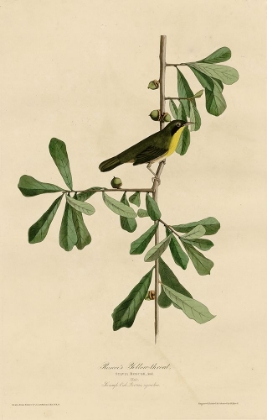 Picture of ROSCOESYELLOW THROAT