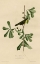 Picture of ROSCOESYELLOW THROAT