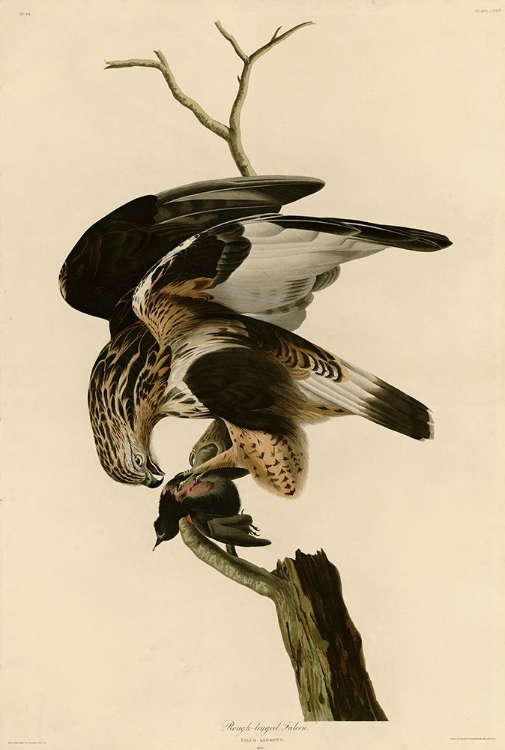 Picture of ROUGH LEGGED FALCON