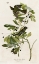 Picture of SMALL GREEN CRESTED FLYCATCHER