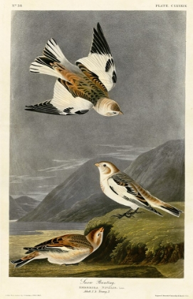 Picture of SNOW BUNTING